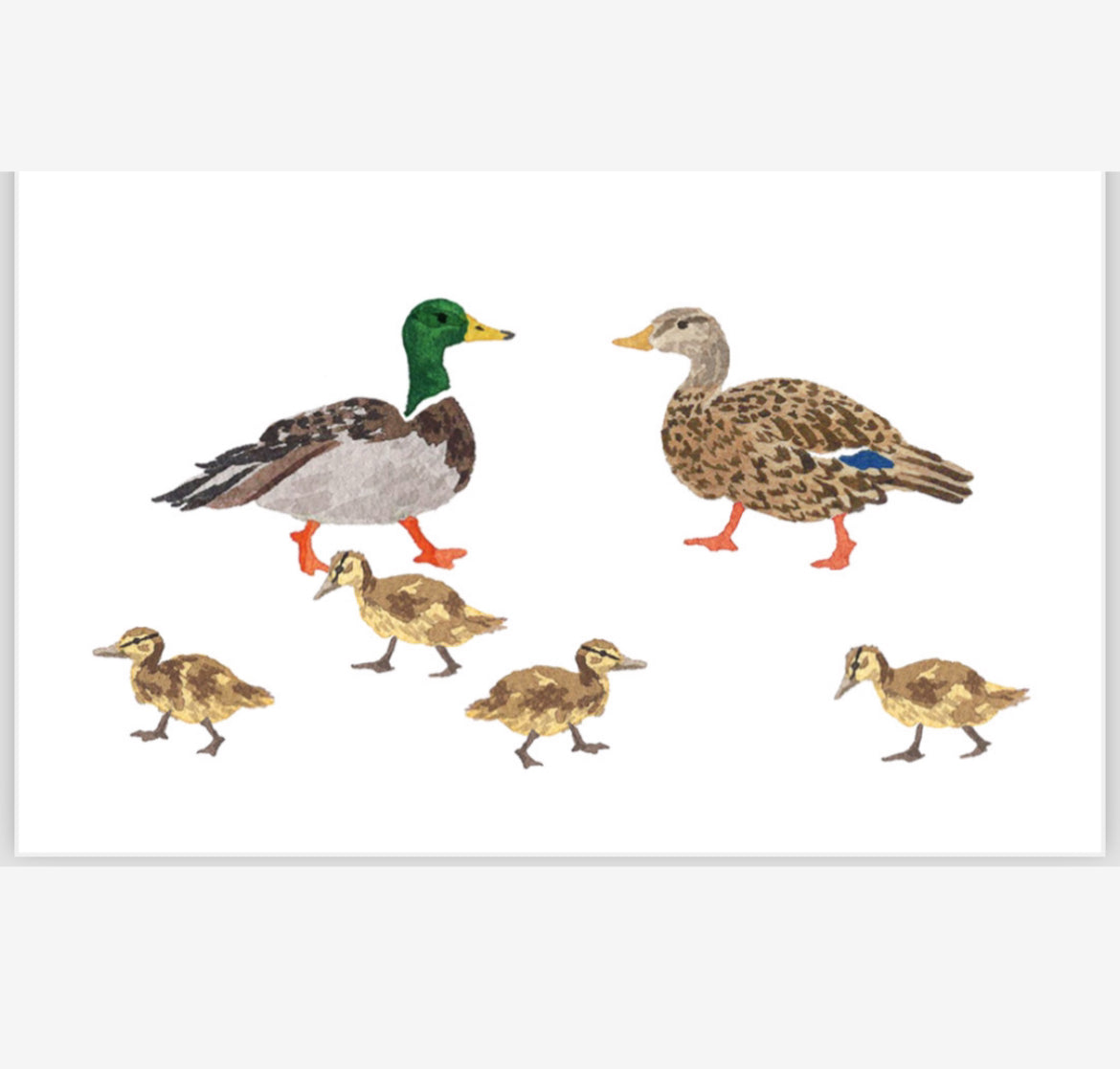 DUCK Enclosure cards
